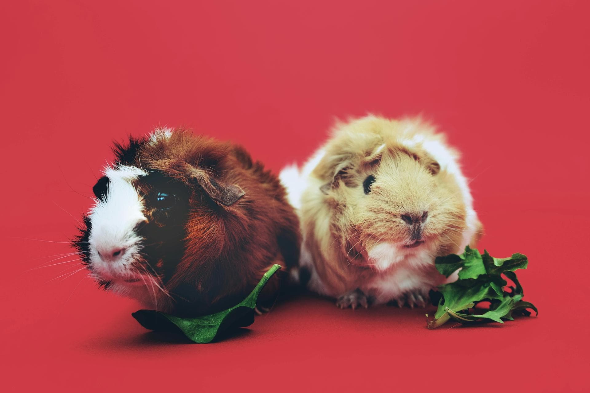 Farm & Large-Animal Vets near Grove City