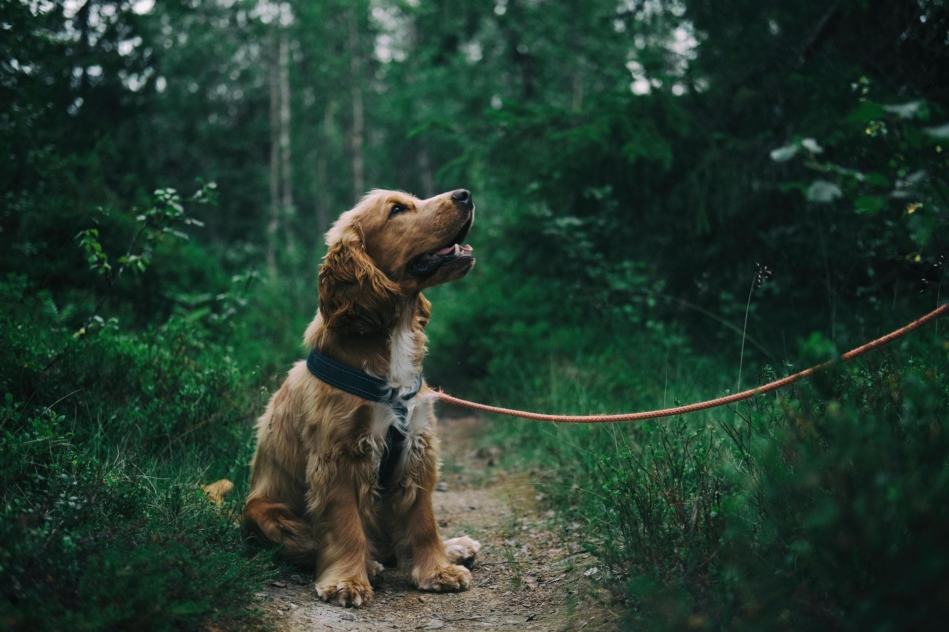 Dog & Cat Vets in Grove City